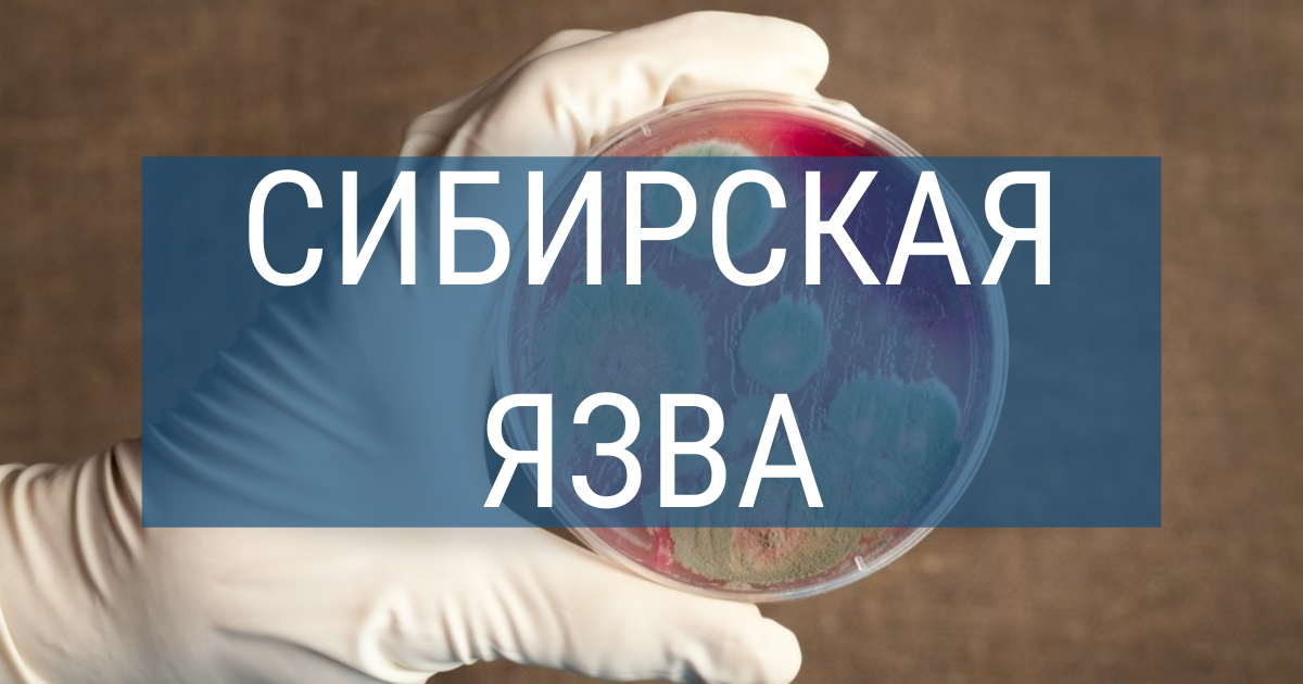 Сибирская язва зарегистрирована в Чувашской Республике – заражены люди..