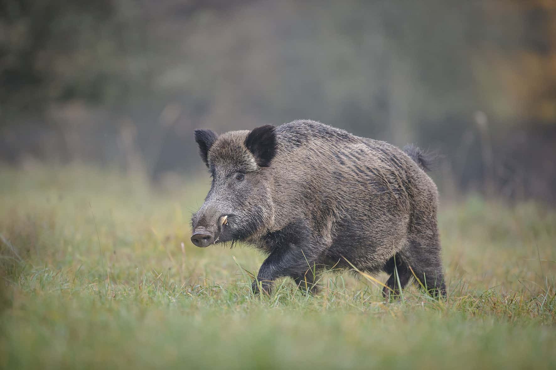 Первый случай Африканской чумы свиней выявлен в Удмуртской Республике 14.07.2023 г..