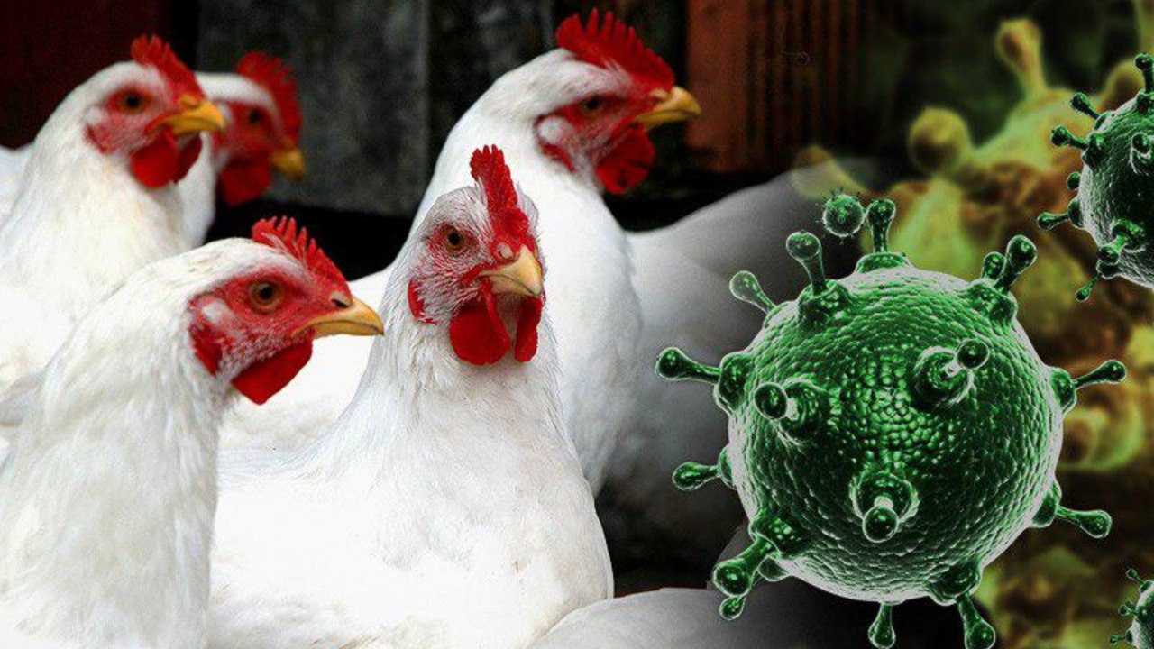 Высокопатогенный грипп птиц.